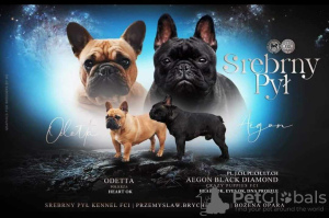 Foto №2 zu Ankündigung № 87125 zu verkaufen  - einkaufen Polen züchter