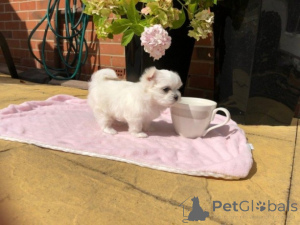 Foto №1.  - zum Verkauf in der Stadt Gehe | 600€ | Ankündigung № 164884