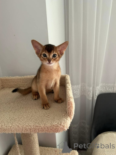 Foto №2 zu Ankündigung № 176763 zu verkaufen abessinierkatze - einkaufen Deutschland 