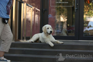 Foto №4. Ich werde verkaufen golden retriever in der Stadt Zaporizhia. quotient 	ankündigung, vom kindergarten, züchter - preis - 500€