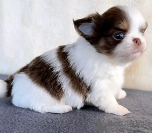 Foto №4. Ich werde verkaufen chihuahua in der Stadt Есна. züchter - preis - 400€