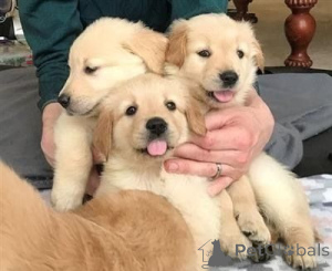 Foto №1. golden retriever - zum Verkauf in der Stadt Bukarest | verhandelt | Ankündigung № 175614