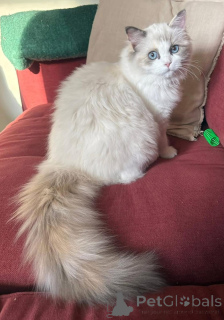 Foto №3. Er ist ein sanfter süßer Kerl. Irland