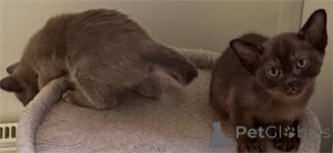 Foto №1. birma-katze - zum Verkauf in der Stadt Amstetten | 350€ | Ankündigung № 151628