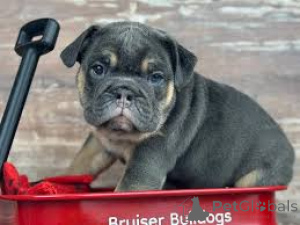 Foto №3. Engelse Bulldogge Welpen kaufen. Niederlande