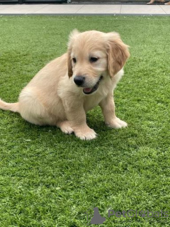 Foto №3. Wunderschöner Golden Retriever zur kostenlosen Adoption. Deutschland