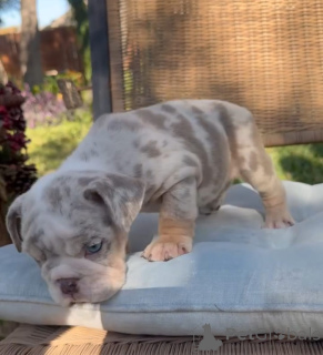 Foto №2 zu Ankündigung № 174641 zu verkaufen englische bulldogge - einkaufen Tschechische Republik züchter