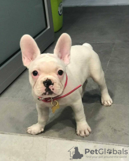 Foto №1. französische bulldogge - zum Verkauf in der Stadt Gelsenkirchen | 1250€ | Ankündigung № 110347