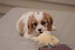 Foto №1. cavalier king charles spaniel - zum Verkauf in der Stadt Wyoming | verhandelt | Ankündigung № 110071