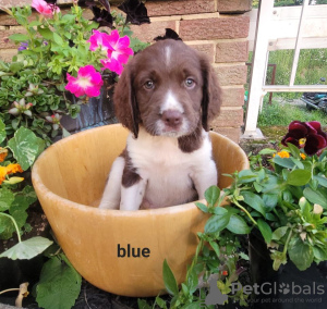 Foto №1. english springer spaniel - zum Verkauf in der Stadt Berlin | Frei | Ankündigung № 126932