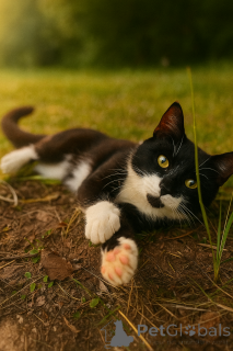 Foto №2 zu Ankündigung № 147520 zu verkaufen  - einkaufen Russische Föderation quotient 	ankündigung