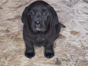 Foto №3. Labrador Retriever welpen aus champion-abstammung. Serbien