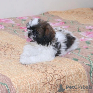 Foto №3. Shih Tzu. USA