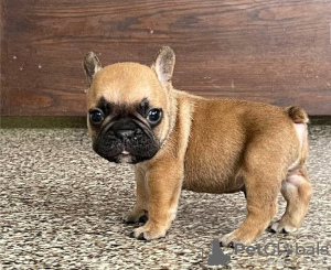 Foto №2 zu Ankündigung № 19435 zu verkaufen französische bulldogge - einkaufen Schweiz züchter