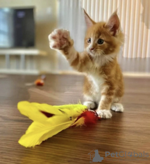 Foto №1. maine-coon-katze - zum Verkauf in der Stadt Nottingham | verhandelt | Ankündigung № 123511