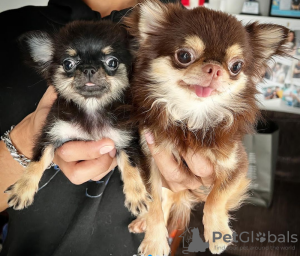 Foto №1. chihuahua - zum Verkauf in der Stadt München | 540€ | Ankündigung № 132629