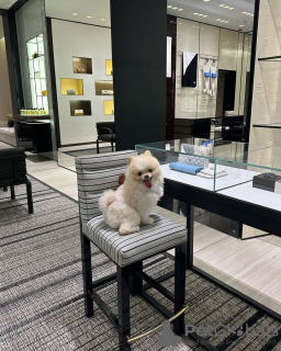 Foto №3. Toilette ausgebildete Pommerianer. Belgien