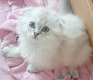 Foto №3. Schottische Kätzchen in teurer Chinchilla-Farbe.. Deutschland