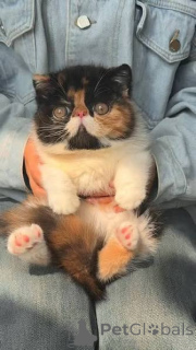 Foto №1. exotische kurzhaarkatze - zum Verkauf in der Stadt Antwerpen | 500€ | Ankündigung № 172705
