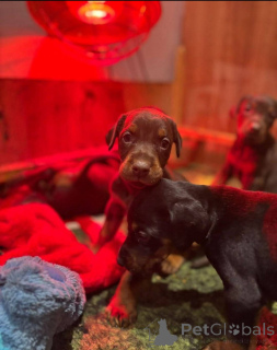 Foto №2 zu Ankündigung № 138805 zu verkaufen mischlingshund - einkaufen Großbritannien züchter