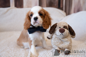 Foto №3. Welpen Cavalier King Charles Spaniel. Estland