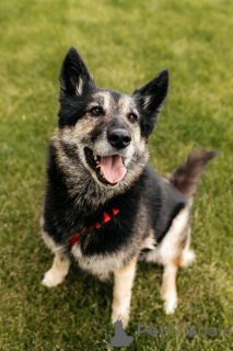 Foto №2 zu Ankündigung № 154085 zu verkaufen mischlingshund - einkaufen Russische Föderation quotient 	ankündigung