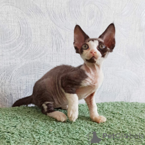 Zusätzliche Fotos: Kätzchen zu verkaufen Devon Rex.