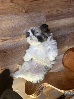Foto №3. Shihtzu Welpe. USA