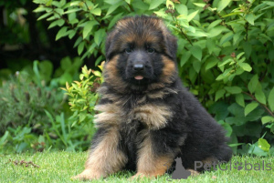 Foto №1. deutscher schäferhund - zum Verkauf in der Stadt Essens | 450€ | Ankündigung № 169442