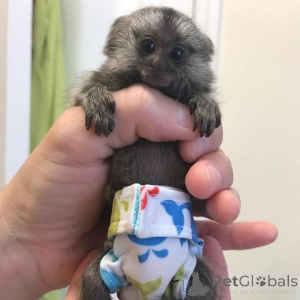 Foto №4. Ich werde verkaufen  in der Stadt Black.  - preis - 775€