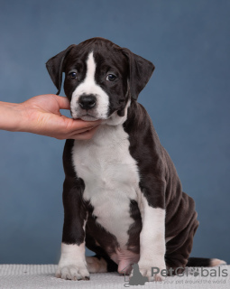 Foto №2 zu Ankündigung № 105667 zu verkaufen amerikanischer staffordshire terrier - einkaufen Russische Föderation quotient 	ankündigung, vom kindergarten