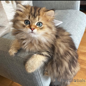 Foto №1.  - zum Verkauf in der Stadt Madrid | Frei | Ankündigung № 162281