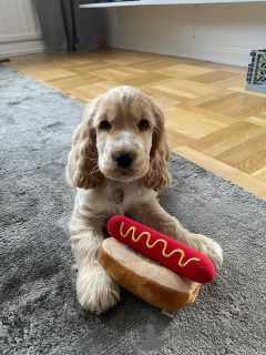 Foto №1. amerikanischer cocker spaniel - zum Verkauf in der Stadt Ansubrg | 533€ | Ankündigung № 159409