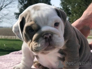 Foto №2 zu Ankündigung № 137159 zu verkaufen englische bulldogge - einkaufen Deutschland züchter