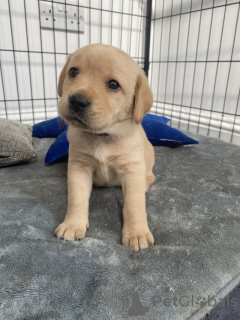 Foto №1. labrador retriever - zum Verkauf in der Stadt Beverley | 568€ | Ankündigung № 111706