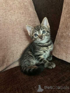 Foto №2 zu Ankündigung № 135494 zu verkaufen  - einkaufen USA quotient 	ankündigung