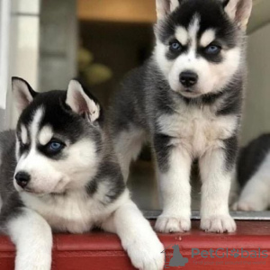 Foto №1. siberian husky - zum Verkauf in der Stadt Stockholm | 400€ | Ankündigung № 56633