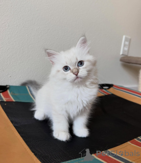 Foto №1. sibirische katze - zum Verkauf in der Stadt Folge | verhandelt | Ankündigung № 170629