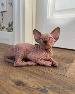 Foto №2 zu Ankündigung № 93316 zu verkaufen sphynx-katze - einkaufen USA quotient 	ankündigung