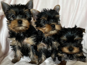 Foto №2 zu Ankündigung № 161586 zu verkaufen yorkshire terrier - einkaufen Luxemburg quotient 	ankündigung, züchter