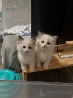 Foto №1. ragdoll-katze - zum Verkauf in der Stadt GeraTrett | verhandelt | Ankündigung № 169843
