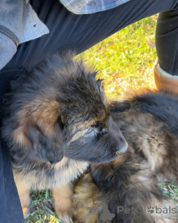 Foto №2 zu Ankündigung № 173375 zu verkaufen mischlingshund - einkaufen Deutschland quotient 	ankündigung