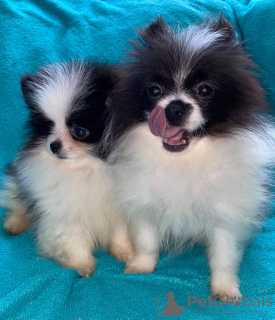 Foto №3. Pomerances. Estland