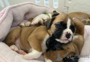 Foto №3. Wunderschöne Boxerwelpen. Deutschland