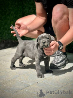 Foto №4. Ich werde verkaufen cane corso italiano in der Stadt Kragujevac.  - preis - 600€