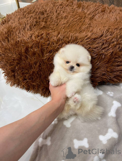 Foto №2 zu Ankündigung № 145471 zu verkaufen  - einkaufen Schweiz quotient 	ankündigung