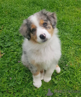 Foto №1. australian shepherd - zum Verkauf in der Stadt Antheia | verhandelt | Ankündigung № 168167