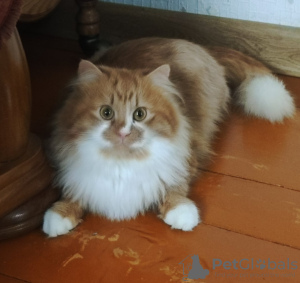 Foto №3. Ronnie ist ein rothaariges Wunder.. Weißrussland