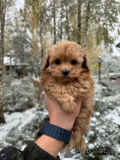 Foto №2 zu Ankündigung № 132951 zu verkaufen maltipu - einkaufen Russische Föderation quotient 	ankündigung