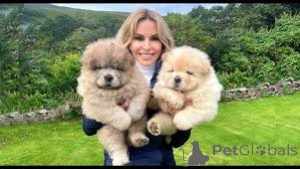 Foto №2 zu Ankündigung № 160954 zu verkaufen chow-chow - einkaufen Frankreich quotient 	ankündigung, züchter